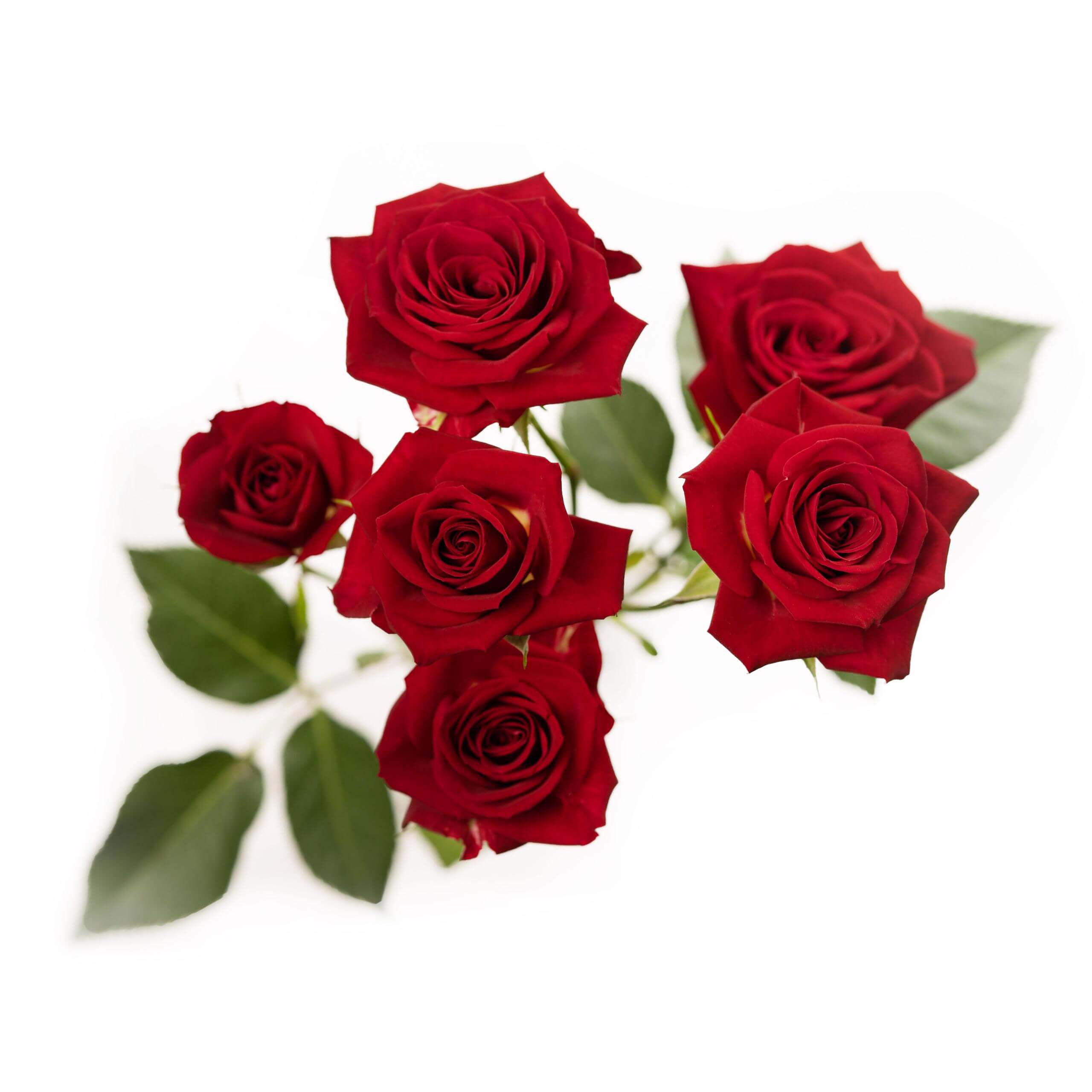 esmeralda-spray-rose-brilliant-stars-aries-2