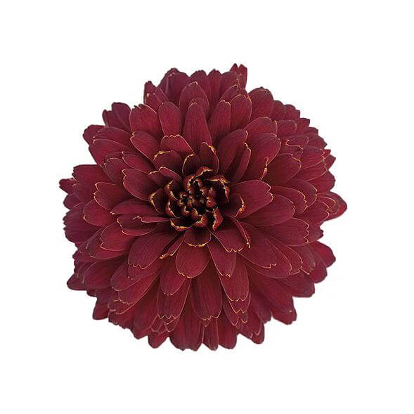 esmeralda-farms-disbud-barroco-2