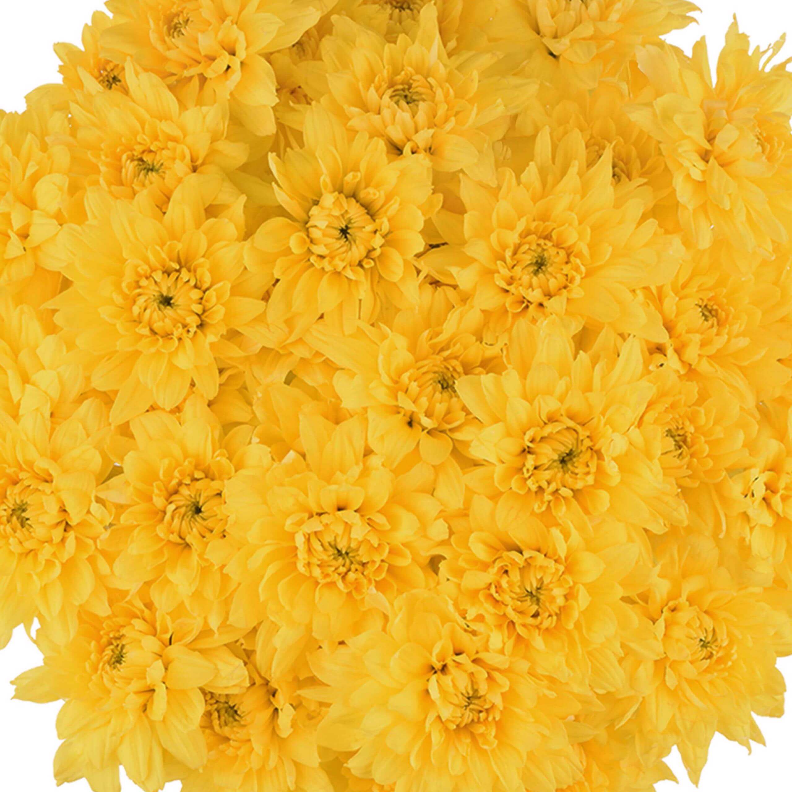 esmeralda-farms-pompon-cushion-golden-kent-1