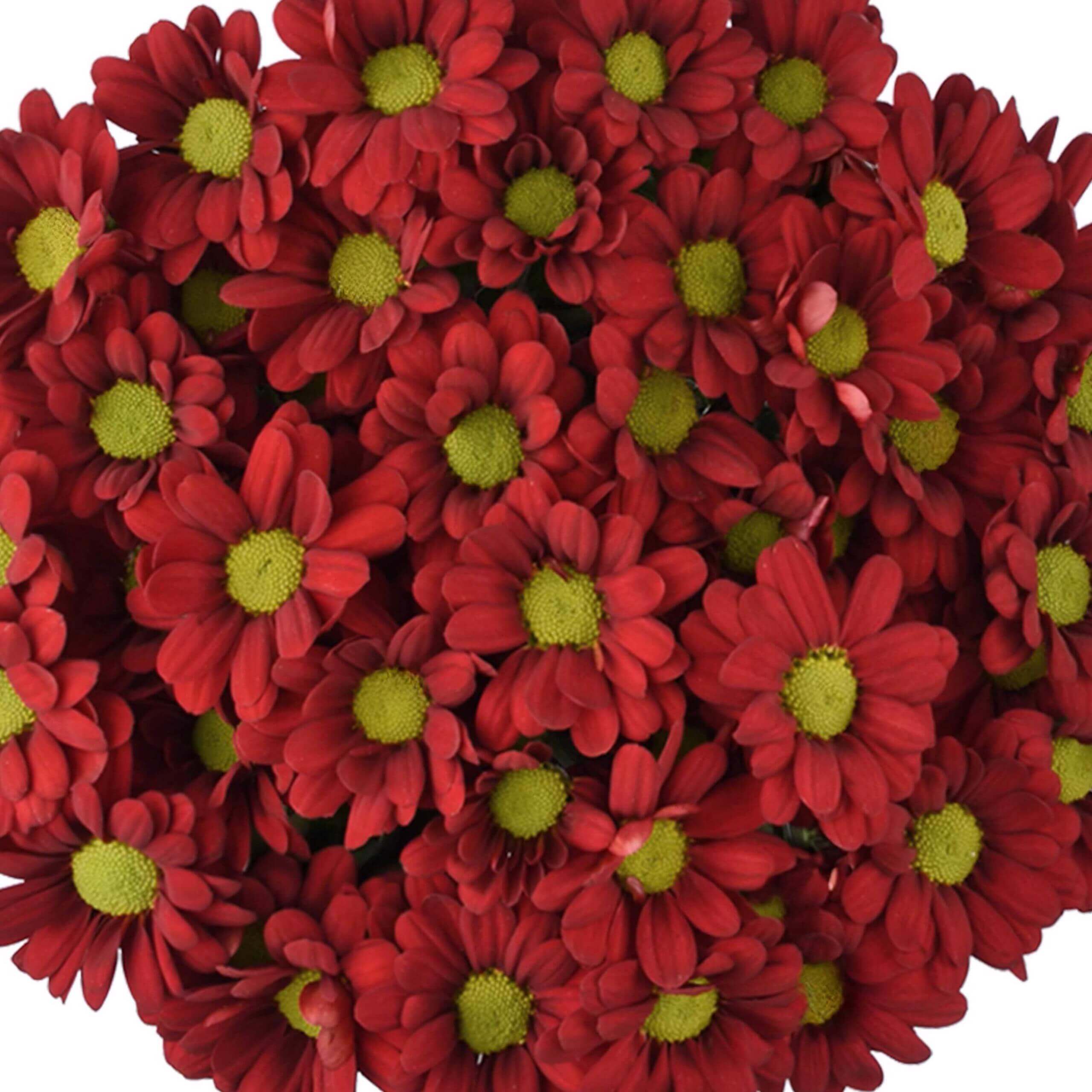 esmeralda-farms-pompon-daisy-valentino-red-1