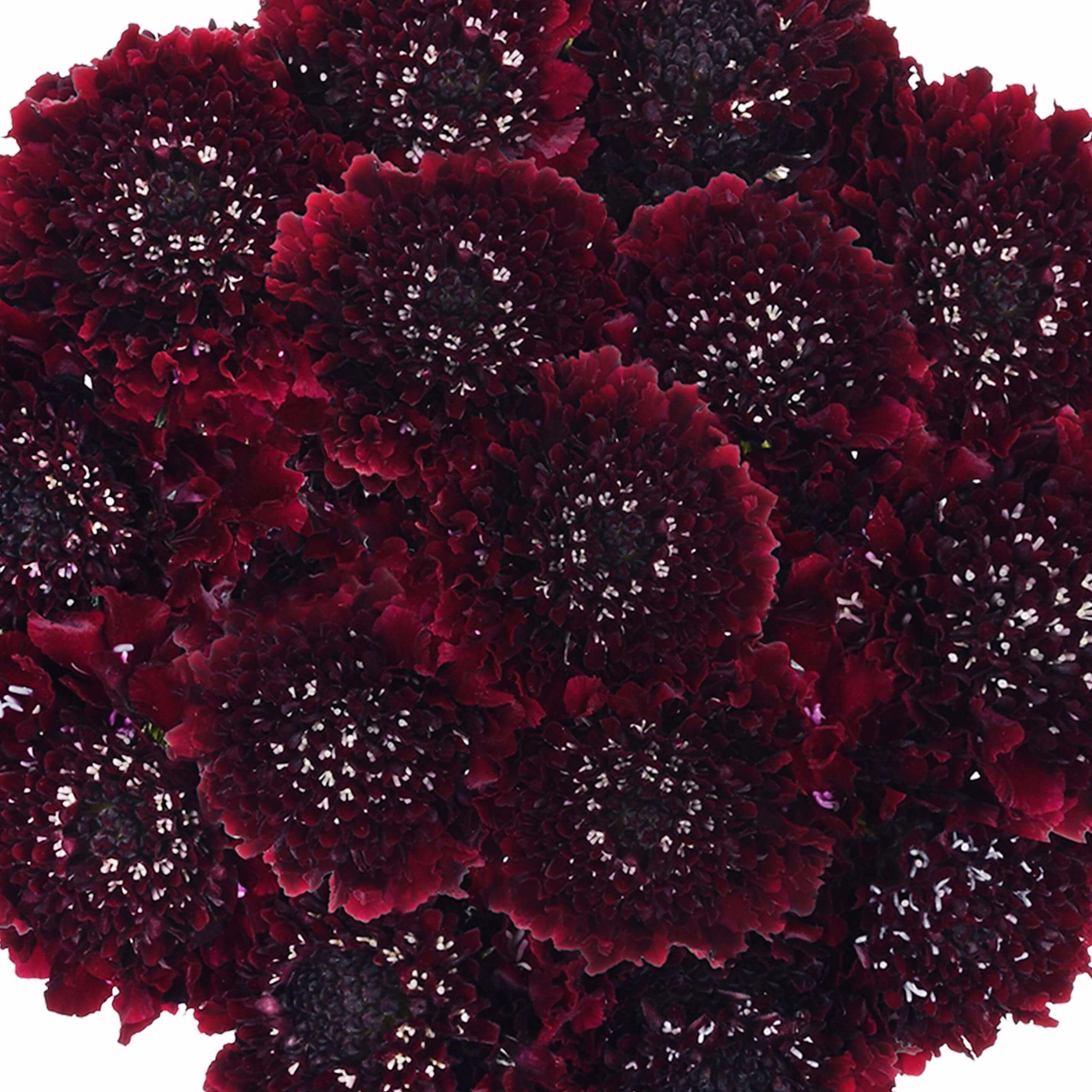 esmeralda-farms-scabiosa-burgundy-1