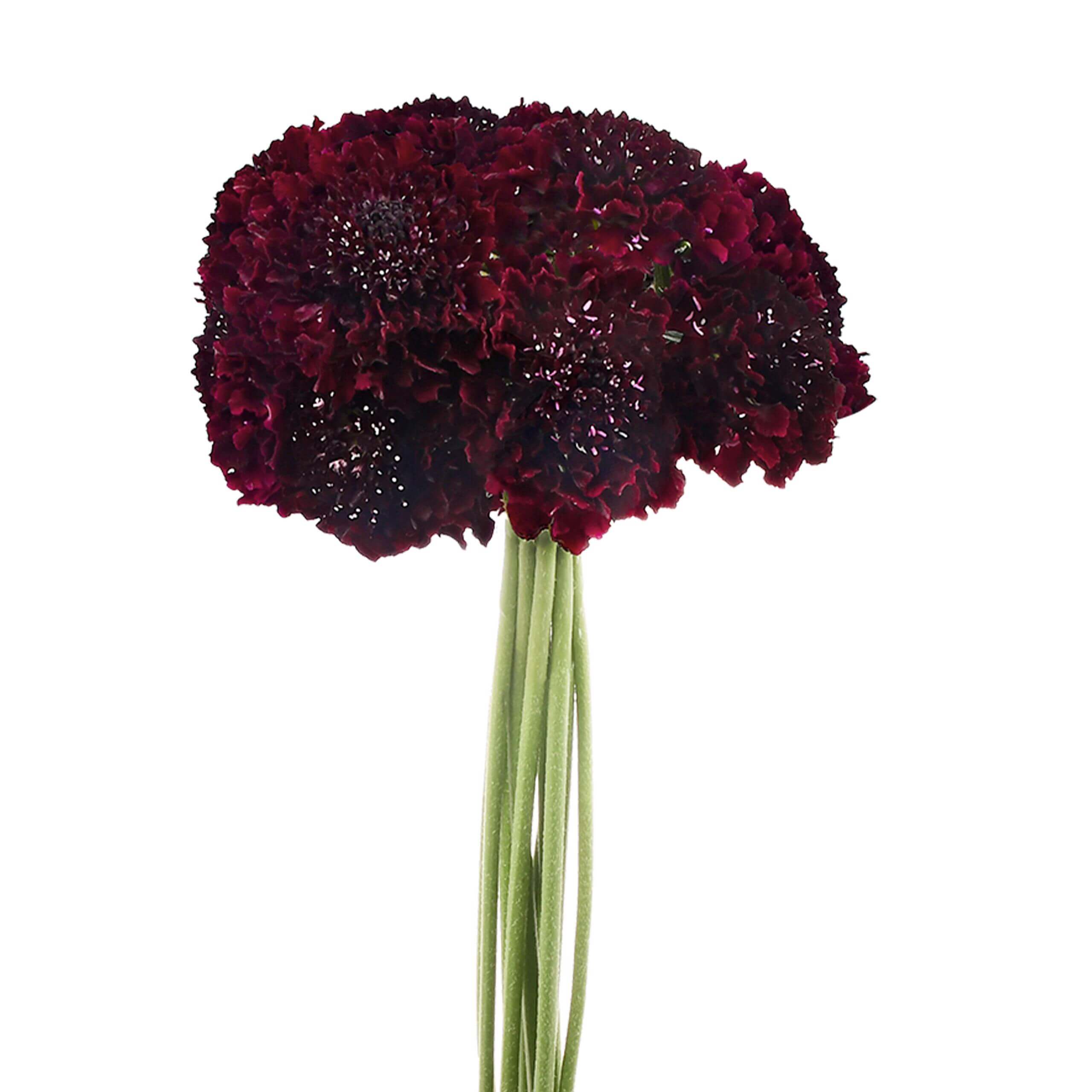 esmeralda-farms-scabiosa-burgundy-2