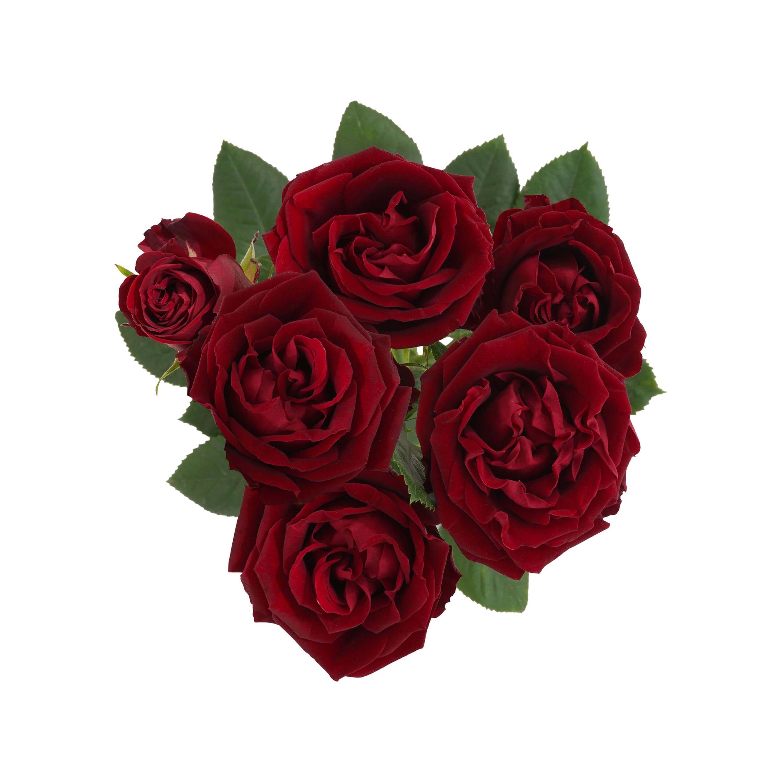 esmeralda-farms-spray-rose-fibonacci-rosso-2