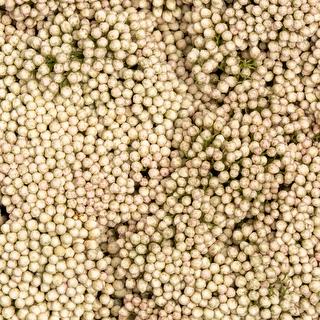 esmeralda-rice-flower-white