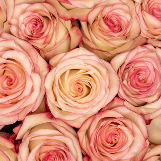 esmeralda-paloma-rose