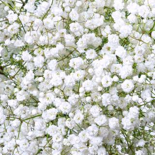 esmeralda-gypsophila-overtime-white