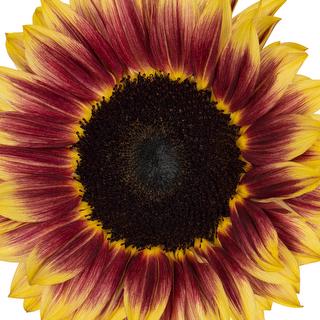 esmeralda-farms-sunflower-marley