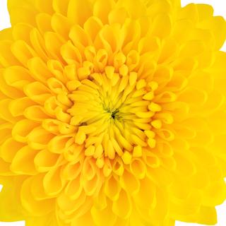 esmeralda-farms-cremon-totumo