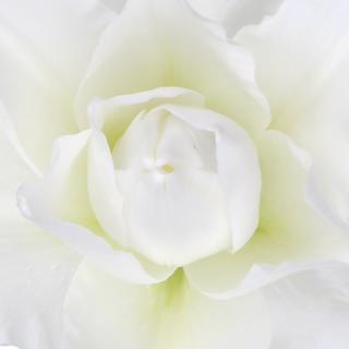 esmeralda-farms-chardonnay-roselily-thumbnail