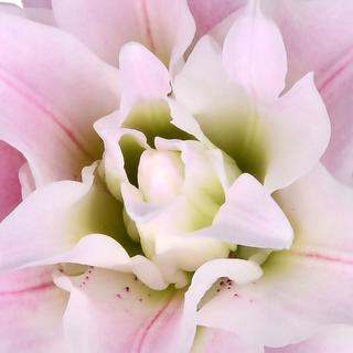 esmeralda-farms-isabella-roselily-thumbnail