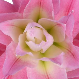 esmeralda-farms-diantha-roselily-thumbnail