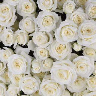 esmeralda-farms-spray-rose-snow-bubbles-1