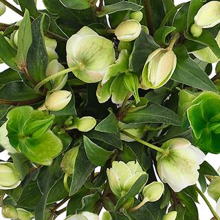 esmeralda-farms-helleborus-1