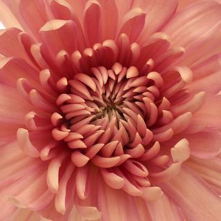 esmeralda-farms-disbud-linette-1