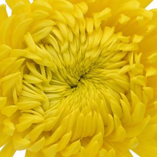 esmeralda-farms-disbud-astroid-1