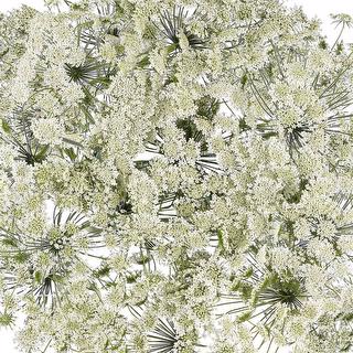 esmeralda-farms-ammi-majus-queen-of-africa-1