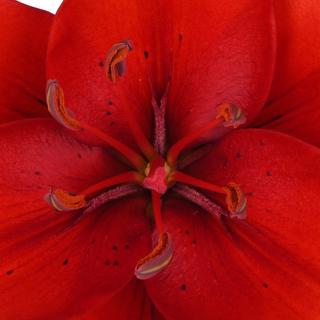 esmeralda-farms-red-la-hybrid-lily-1