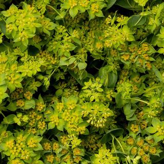 esmeralda-farms-bupleurum-griffiti-1