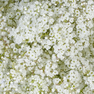 esmeralda-farms-gypsophila-million-stars-2