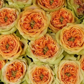 esmeralda-farms-rose-tropic-versilia