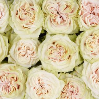 esmeralda-farms-rose-country-secret