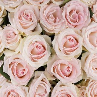 esmeralda-farms-rose-ragazza