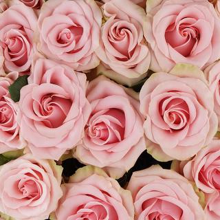 esmeralda-farms-rose-absolut-in-pink