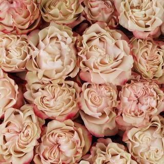 esmeralda-farms-rose-country-candy