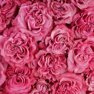 esmeralda-farms-rose-country-blues