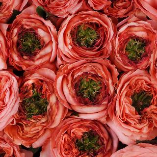 esmeralda-farms-rose-mandarin-xpression