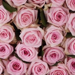 esmeralda-farms-rose-jessika