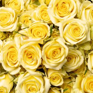 esmeralda-spray-rose-brilliant-stars-indus-1