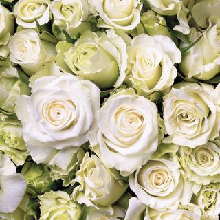 esmeralda-spray-rose-brilliant-stars-lyra-1