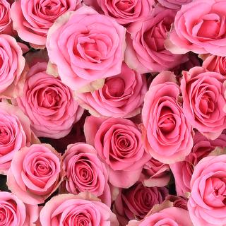 esmeralda-farms-spray-rose-brilliant-stars-bon-bon-1