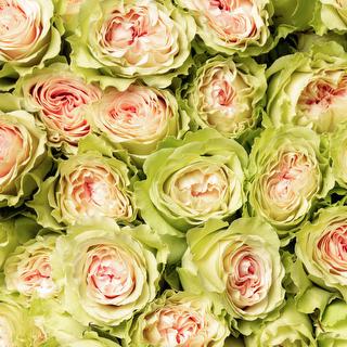 esmeralda-spray-rose-fibonacci-yantra-1