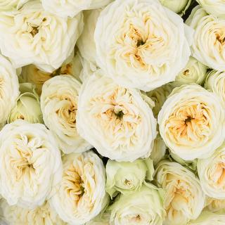 esmeralda-farms-spray-rose-wink-allure-1