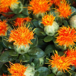 esmeralda-farms-carthamus-grenade-1