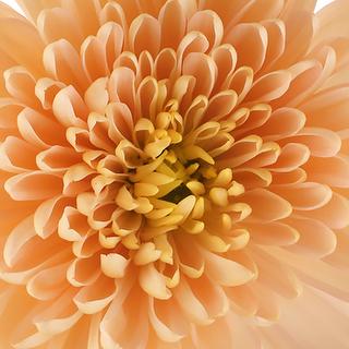 esmeralda-farms-cremon-dorothy-1