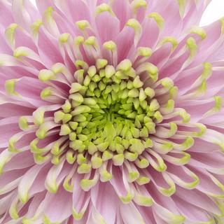 esmeralda-farms-rossano-charlotte-1