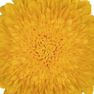 esmeralda-farms-cremon-yolk-1