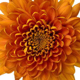 esmeralda-farms-disbud-bellavista-1