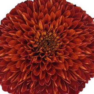 esmeralda-farms-disbud-ball-mum-paladov-dark-1