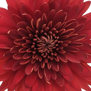 esmeralda-farms-disbud-rojo-1