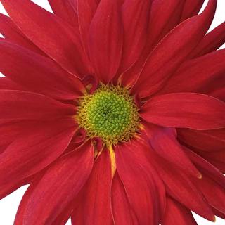 esmeralda-farms-disbud-fantail-1