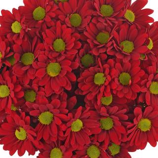 esmeralda-farms-pompon-daisy-valentino-red-1