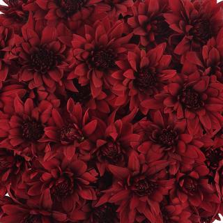 esmeralda-farms-pompon-cushion-testarossa-red-1