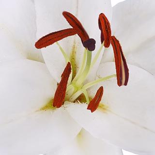 esmeralda-farms-oriental-lily-santander-1