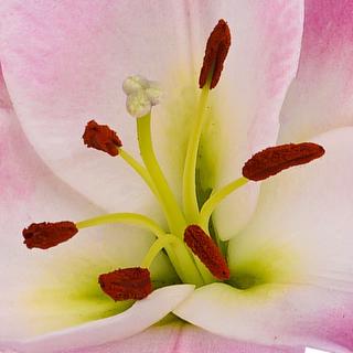 esmeralda-farms-oriental-lily-tabledance-1