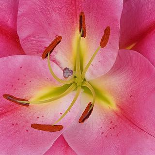esmeralda-farms-oriental-lily-tarrango-1