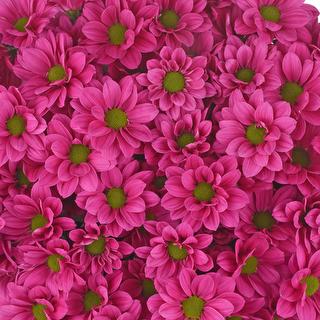 esmeralda-farms-pompon-daisy-plasma-1